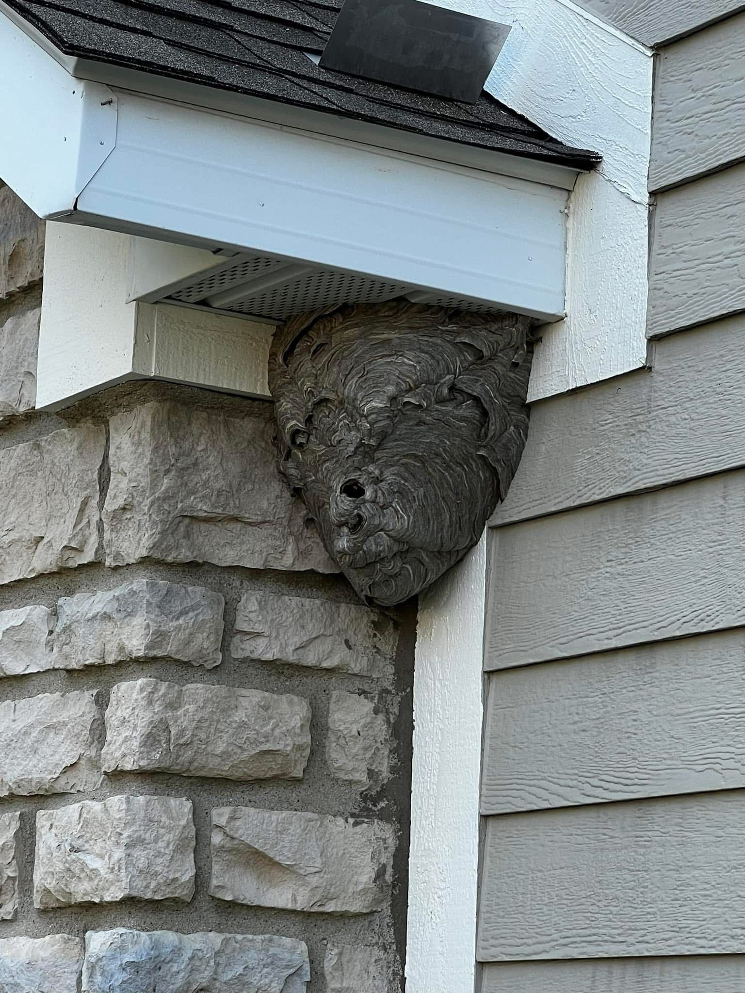 A large bald faced hornet nest is sitting on the side of a house.