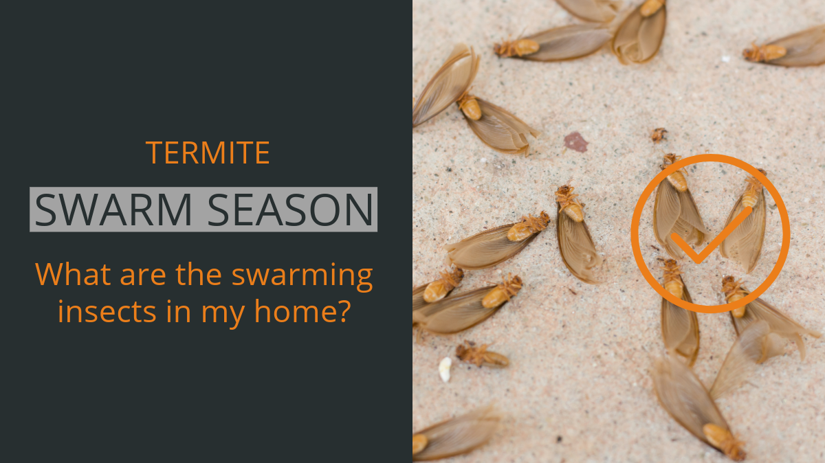 Termite swarm season what are the swarming insects in my home ?