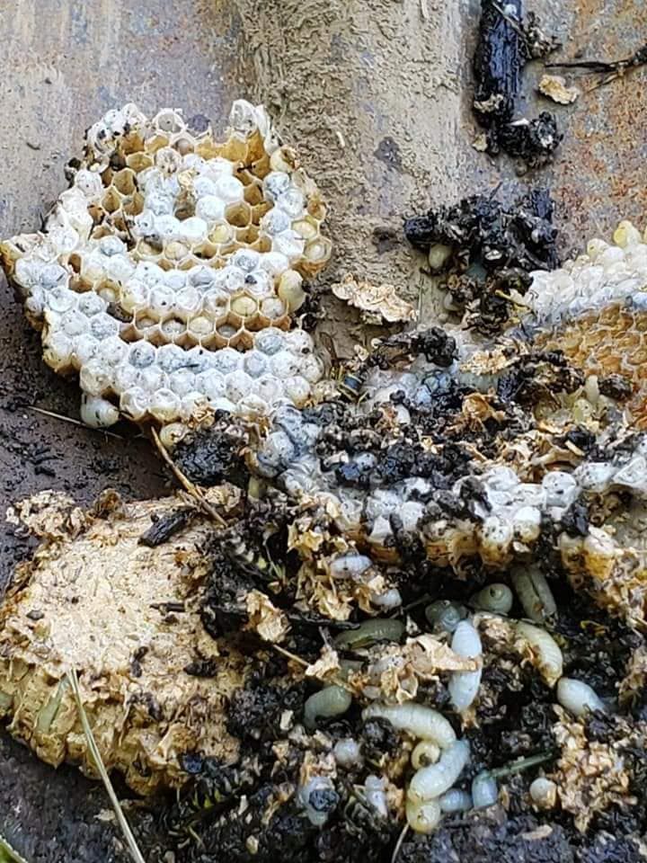 A close up of a yellow jacket nest on a wooden surface.