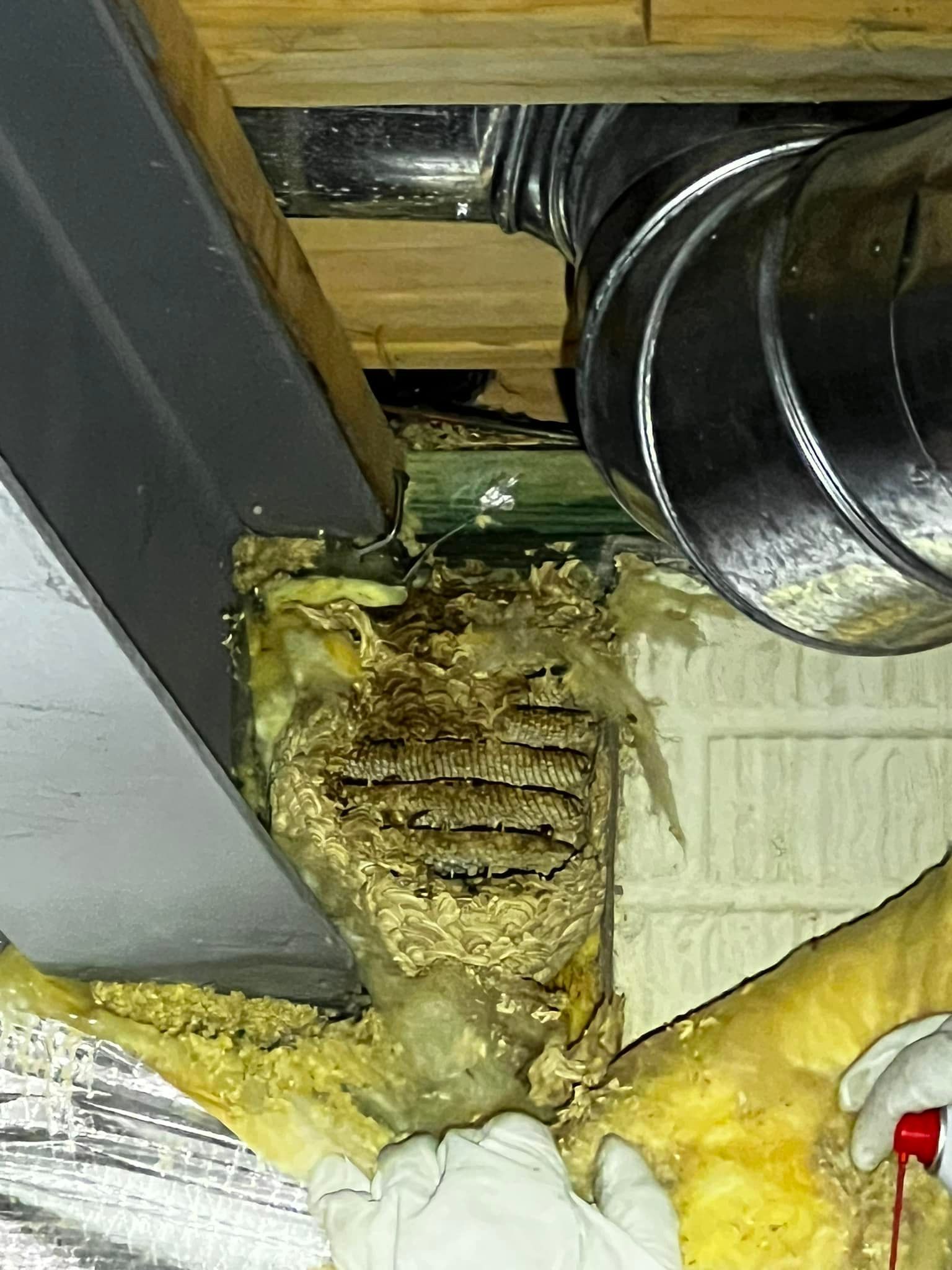A yellow jacket nest on a basement sill plate.