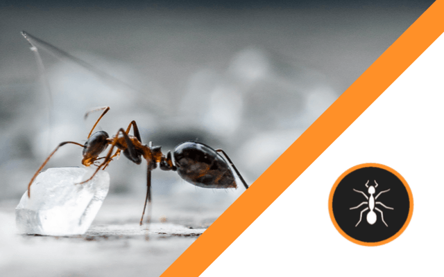 An ant is standing on a piece of ice.