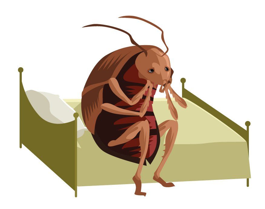 Bed-Bug-On-Bed