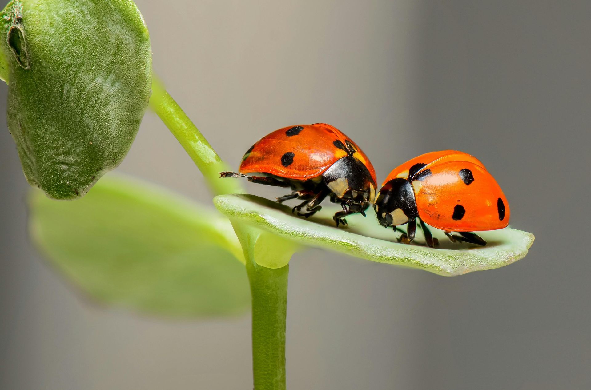 Two beetles are sitting on a green leaf.
