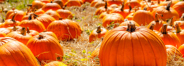 A field of pumpkins sitting on top of a grass covered field.