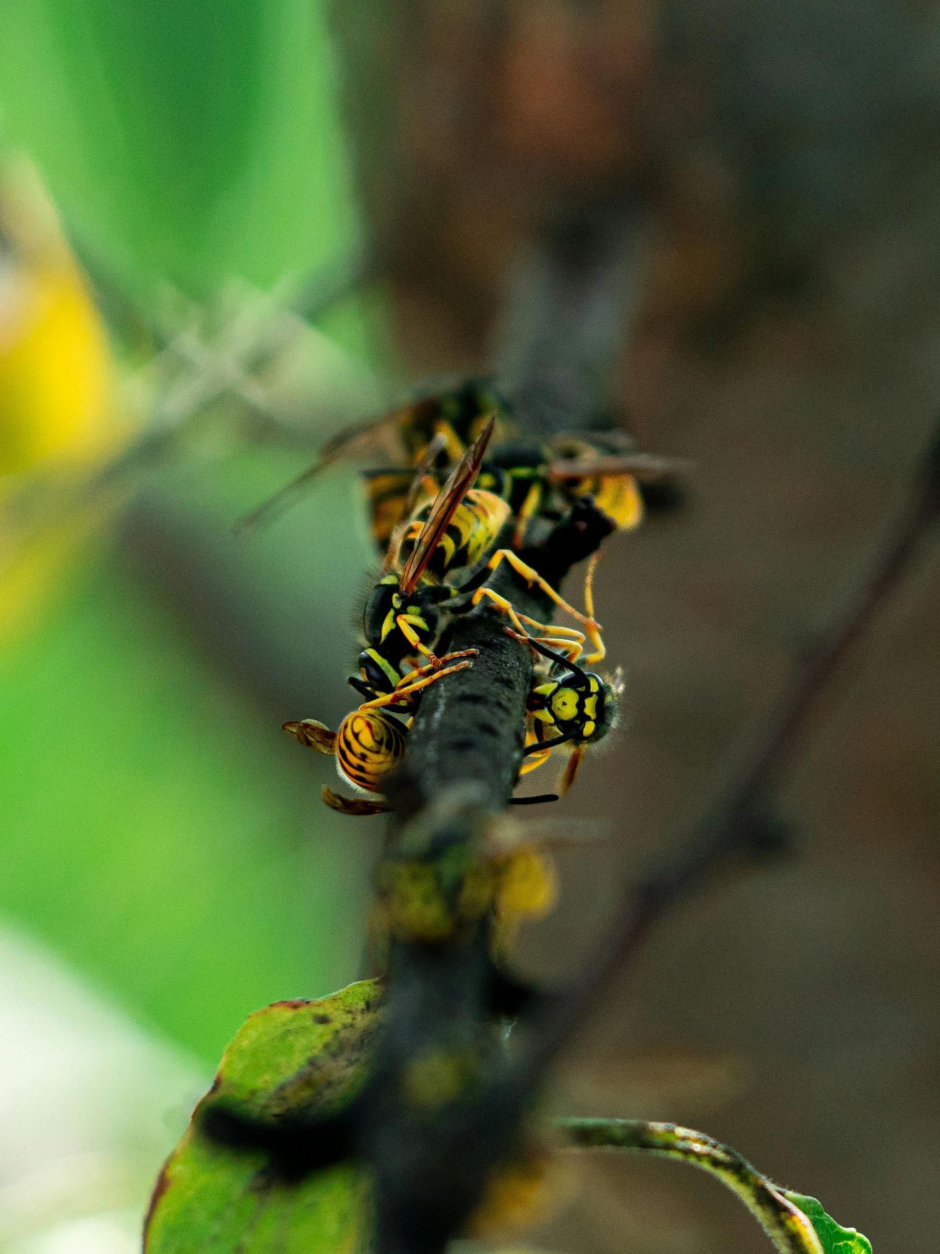 A close up of yellow jackets sitting on a branch