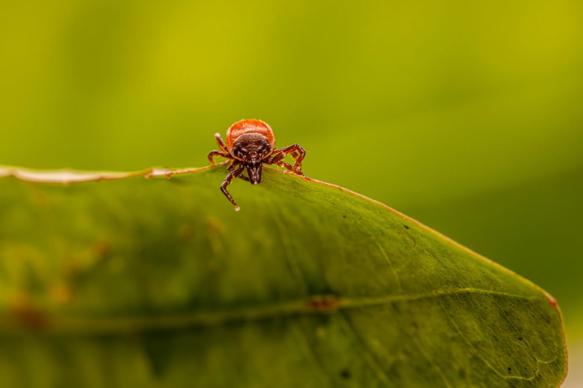 A tick is sitting on top of a green leaf.