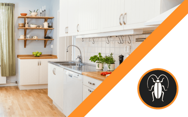 A picture of a kitchen next to a picture of a cockroach