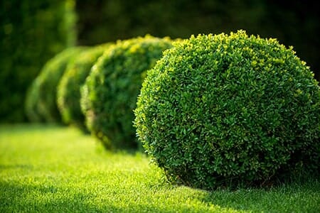 Lawn Maintenance – Boxwood Bushes Round Shape in Jefferson Hills, PA