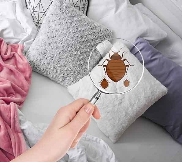 Detecting Bed Bugs In Bedroom — Pest Control in Atherton, QLD