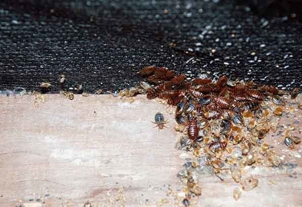Termites in the Wood  — Pest Control in Atherton, QLD