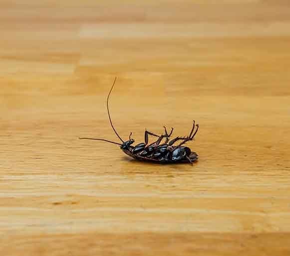 Dead Cockroach On Hardwood Floor — Residential Pest Control in Tablelands, QLD