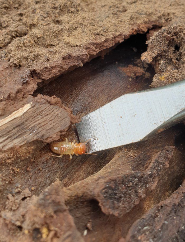 Termites In The House On — Termite Inspections in Tablelands, QLD