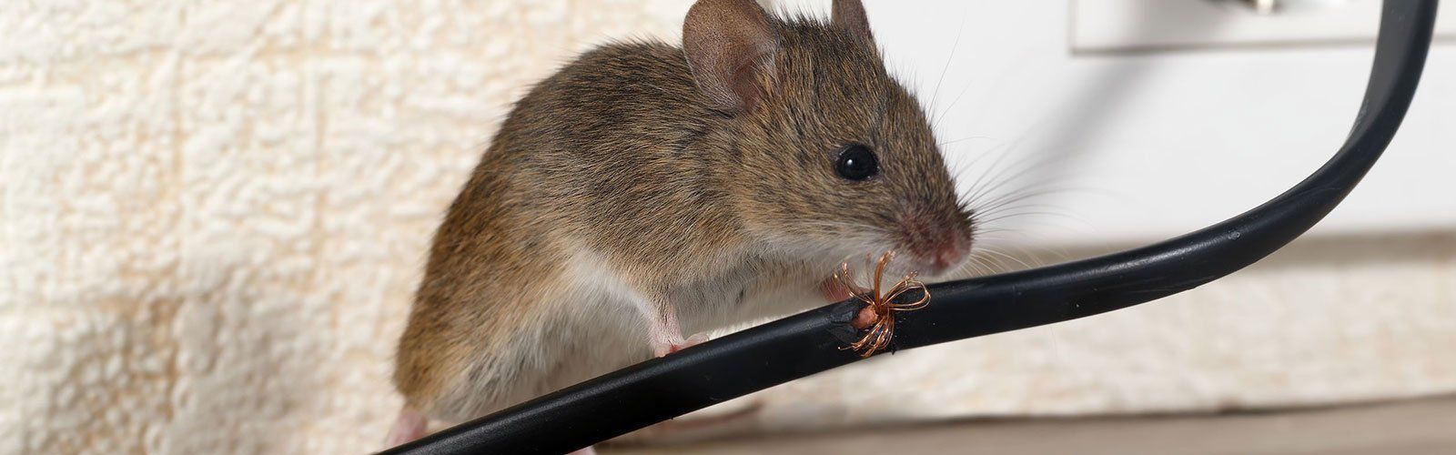 Rat — Important Information Pest Control in Tablelands, QLD