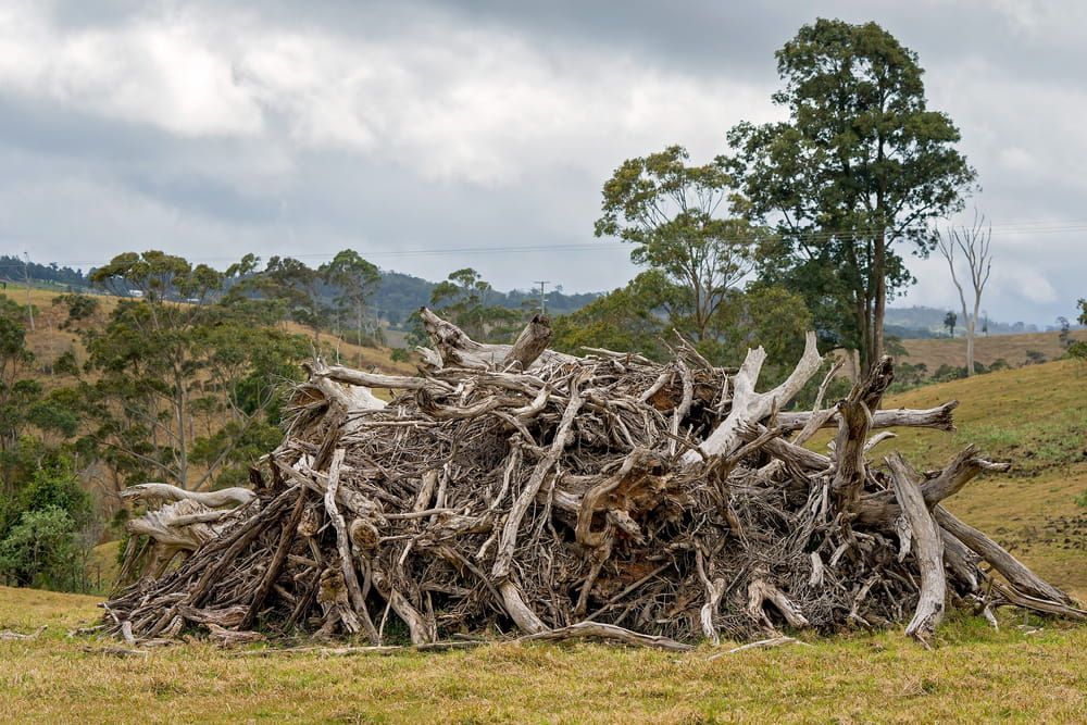 Pile Of Logs In A Field With Trees — Mike's Tree Services In  Saint Georges Basin, NSW