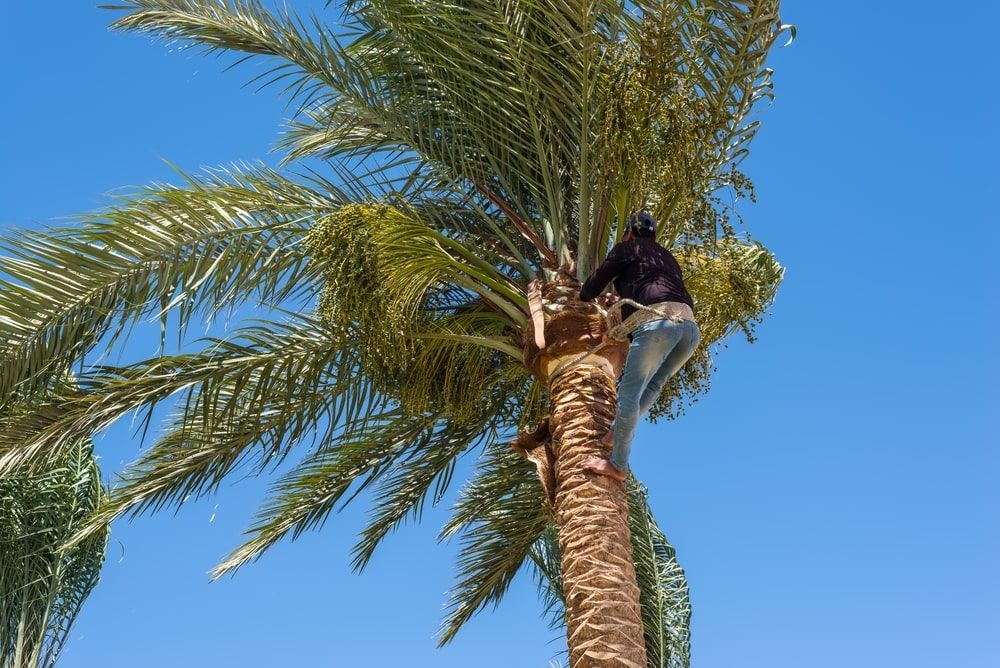 Man Pruning The Top Of A Palm Tree — Mike's Tree Services In Saint Georges Basin, NSW