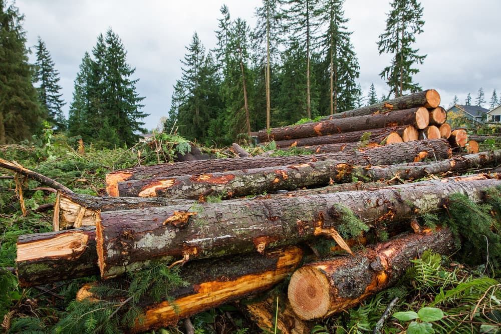 Pile Of Logs In A Forest With Trees In The Background — Mike's Tree Services In Sussex Inket, NSW