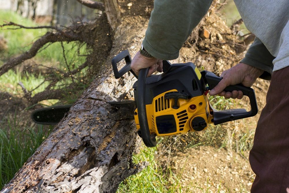 Person Cutting A Tree With A Chainsaw — Mike's Tree Services In  Saint Georges Basin, NSW