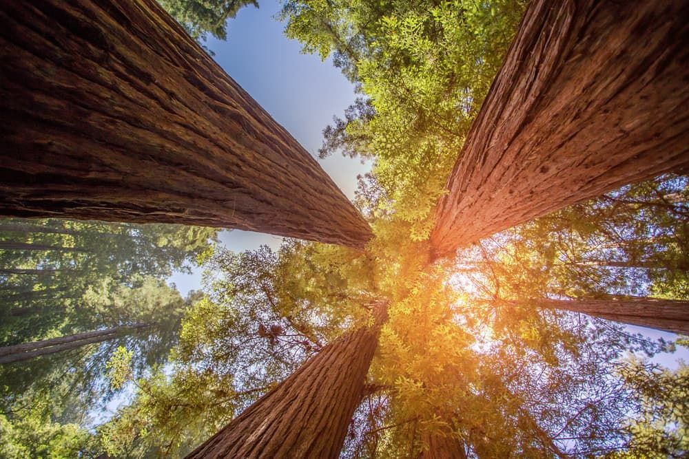 Looking Up At The Sun Through The Trees In A Forest — Mike's Tree Services In Sussex Inket, NSW