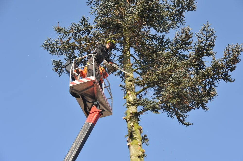 Person Cutting A Tree Branch With A Chainsaw — Mike's Tree Services In Sanctuary Point, NSW
