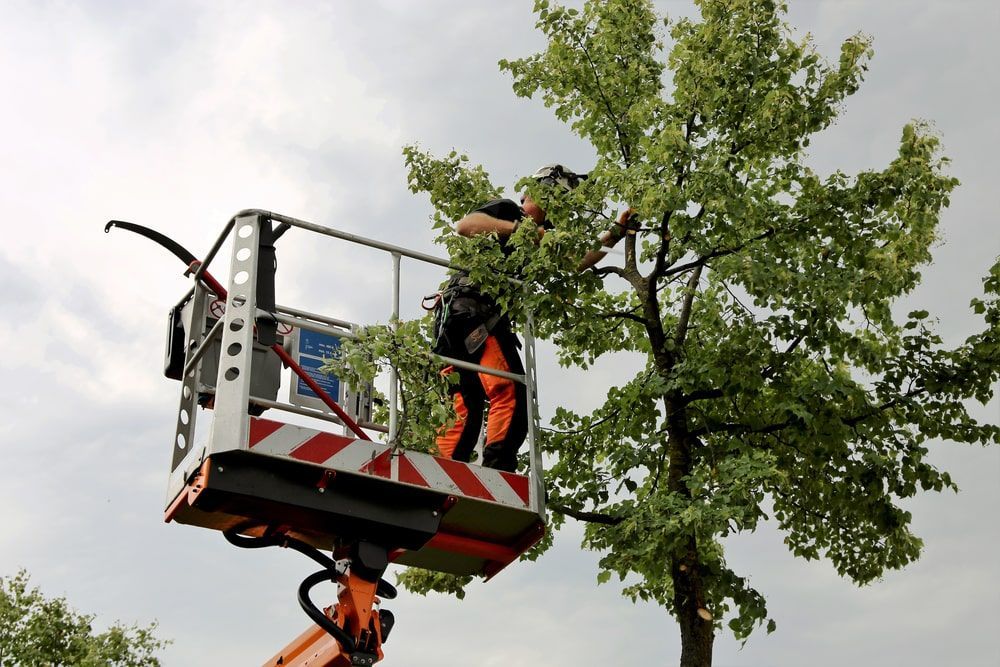 Man Cutting A Tree From A Crane — Mike's Tree Services In Sanctuary Point, NSW