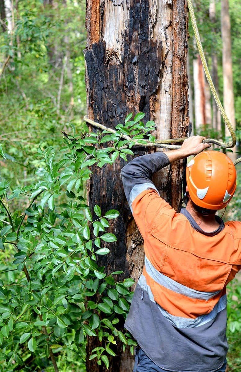 A Man Wearing A Hard Hat Is Wrapping Rope Around A Tree In The Woods — Mike's Tree Services In Saint Georges Basin, NSW