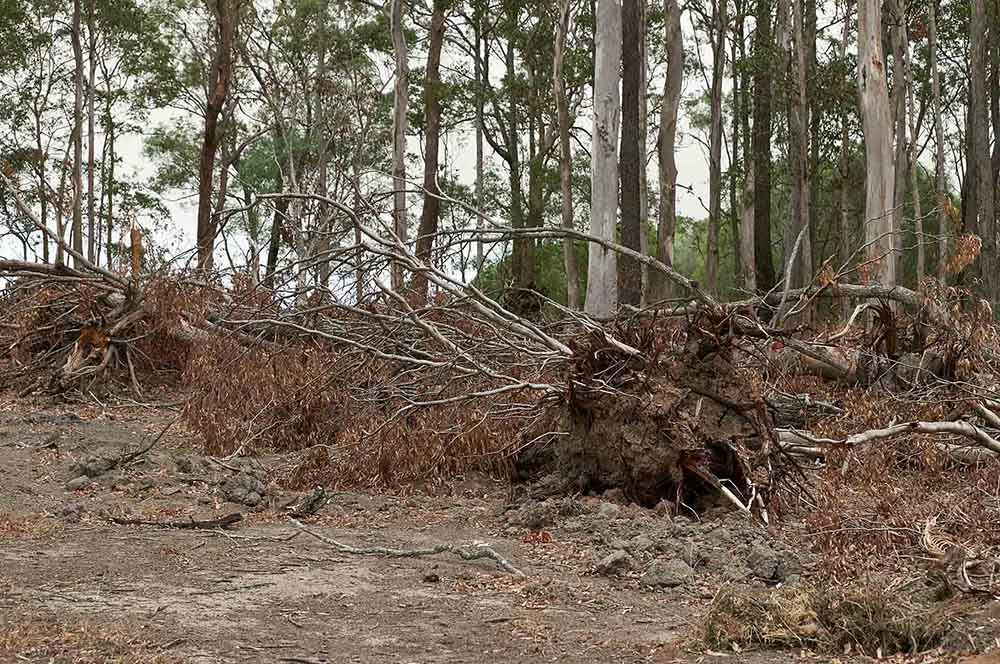 Large Tree In The Middle Of A Lush Green Forest — Mike's Tree Services In Saint Georges Basin, NSW