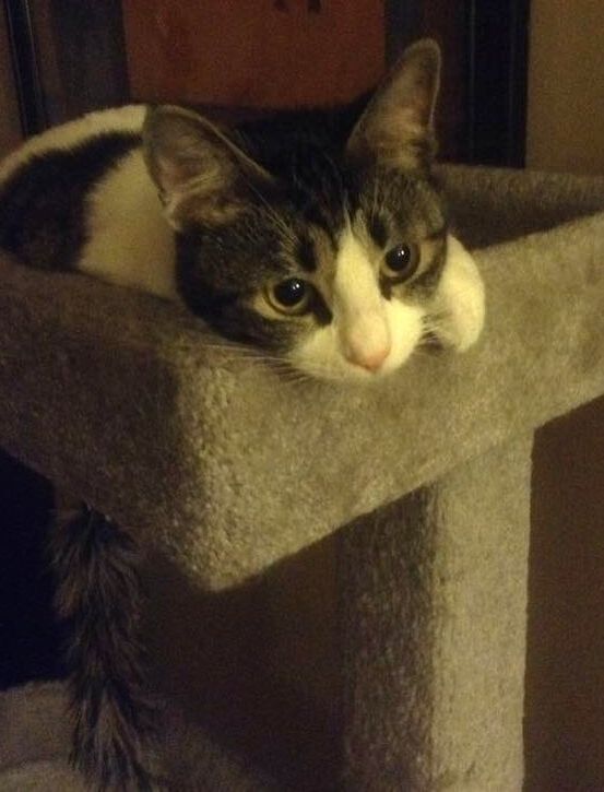 A white and brown tabby cat resting its chin on the edge of a grey carpeted cat tower.