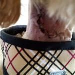 Close-up of a dog's neck showing a dark, irritated patch of skin above a beige plaid harness.