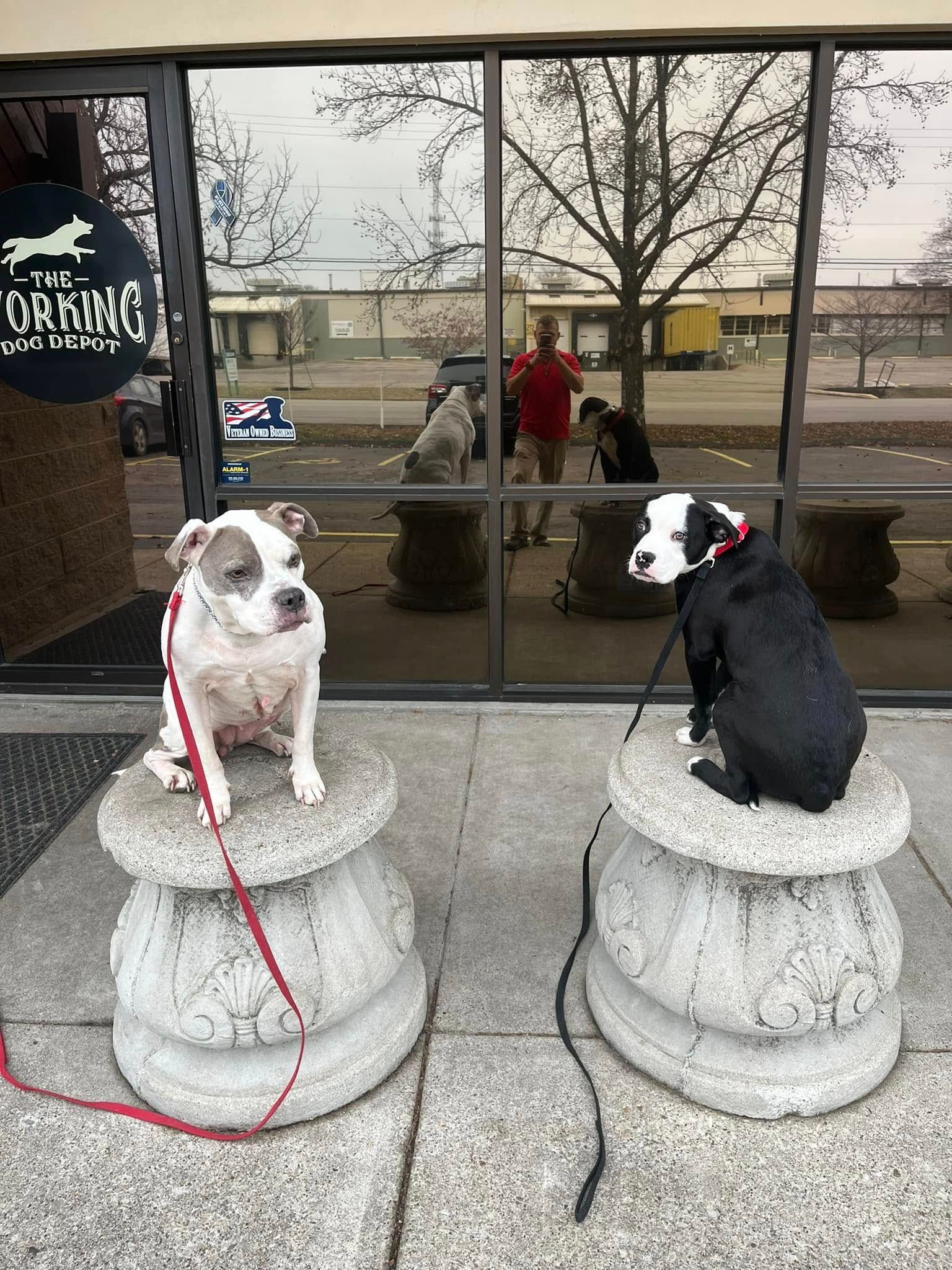 Two dogs sitting on stone pedestals outside a storefront, one white and one black-and-white, on leashes.