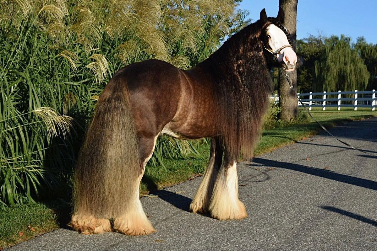 Stallion, The Bailiff