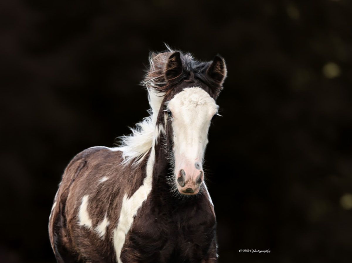 Foal