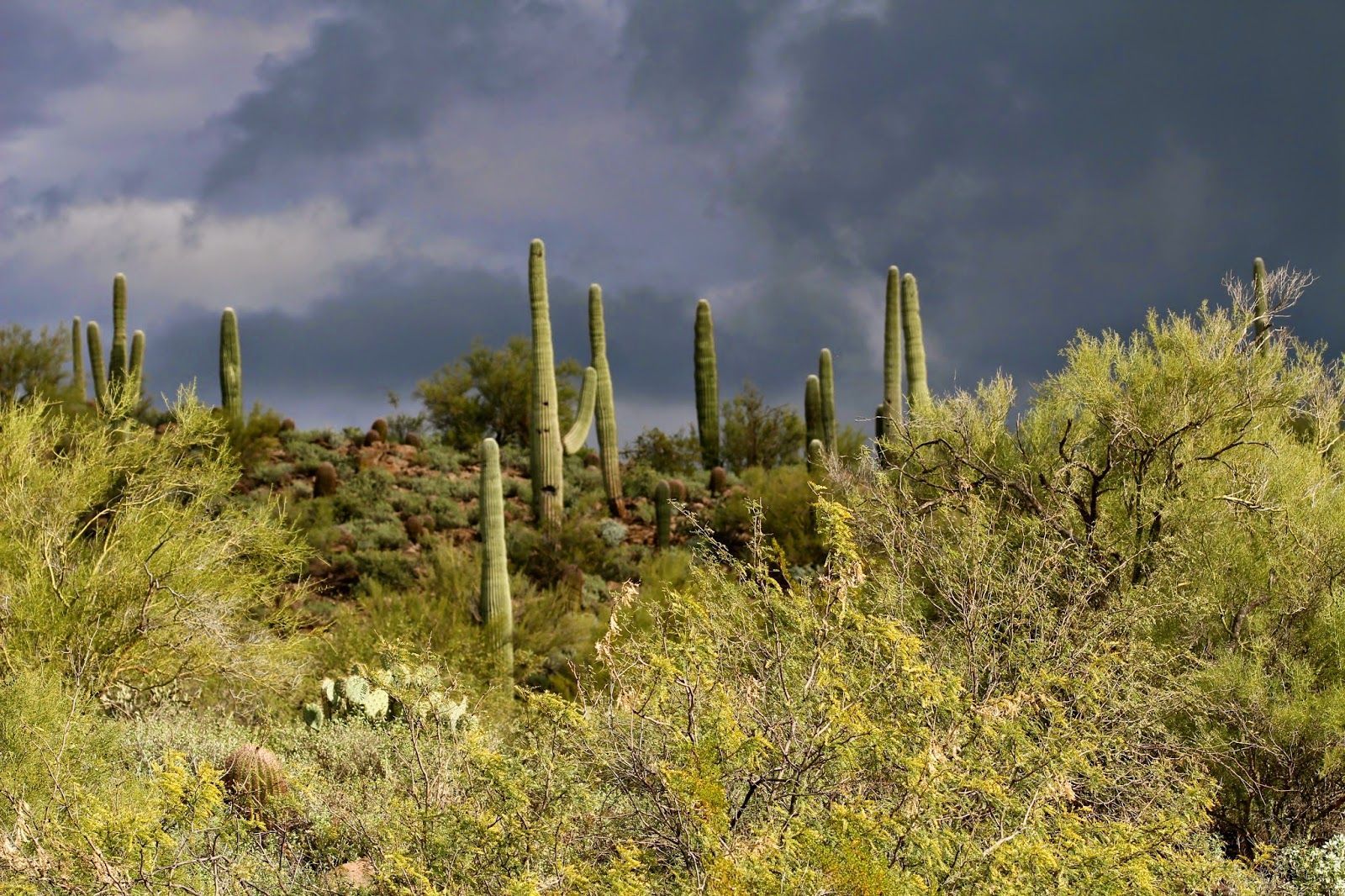 Cacti and desert foliage under a dark, cloudy sky.