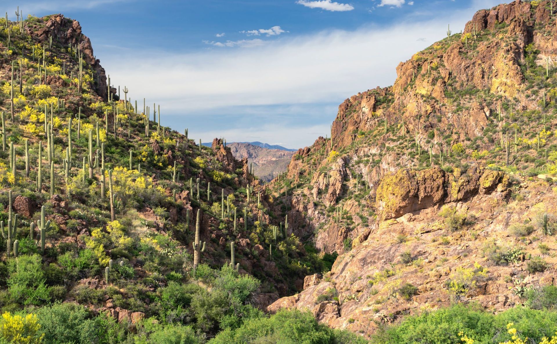 Canyon view with rocky cliffs, lush green vegetation, and tall cacti under a partly cloudy sky.