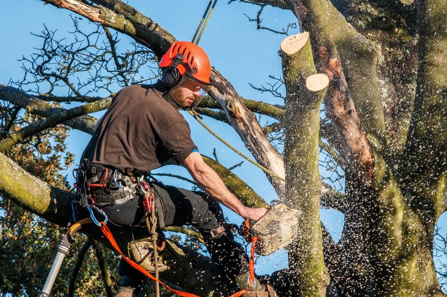 Crown reduction & thinning