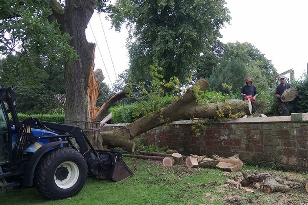 What Damage Can Trees Cause To Your Property?