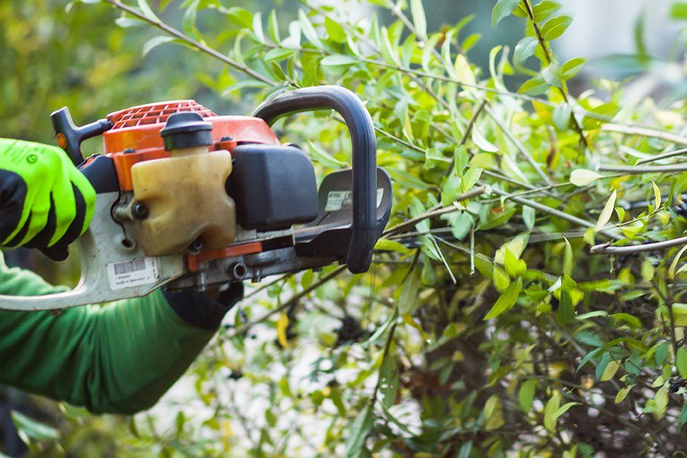 Hedge cutting and trimming