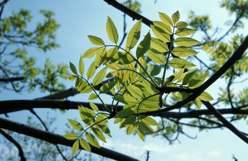 Ash Dieback What Is It and What Are the Signs?