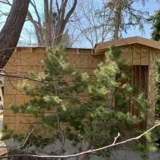 Unfinished shed with exposed wood siding and roof, small window opening, and evergreen trees in front.