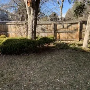 A backyard with a wooden fence, trees, and a patch of green bushes under a clear sky.