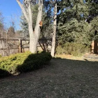 A backyard with a tree, bushes, wooden fence, and patches of grass.