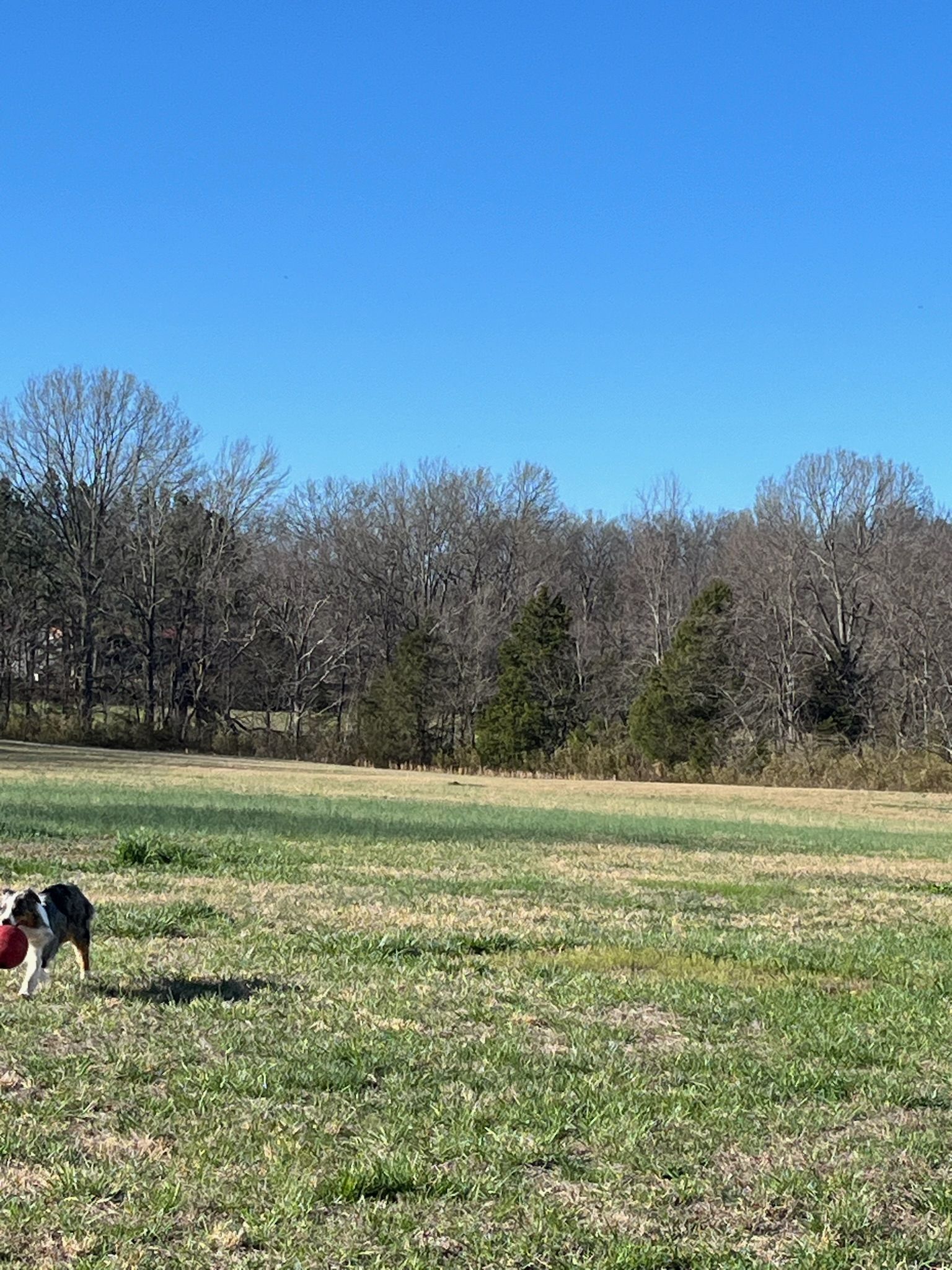 A dog is standing in a grassy field with trees in the background.