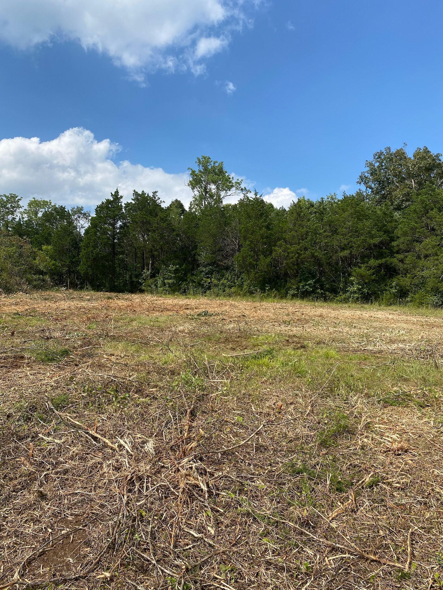 A field with trees in the background and a blue sky.