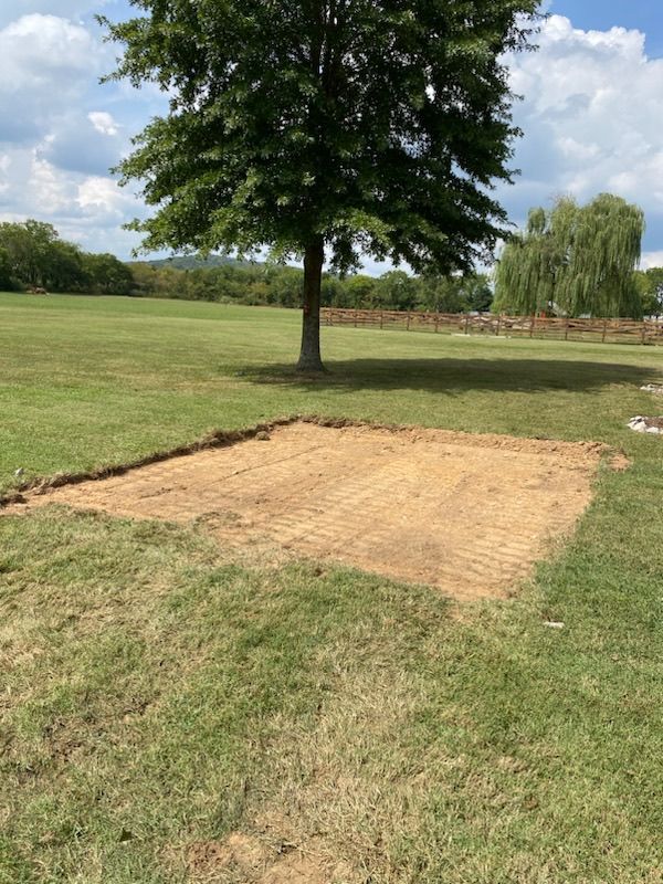 A tree stands in the middle of a grassy field.