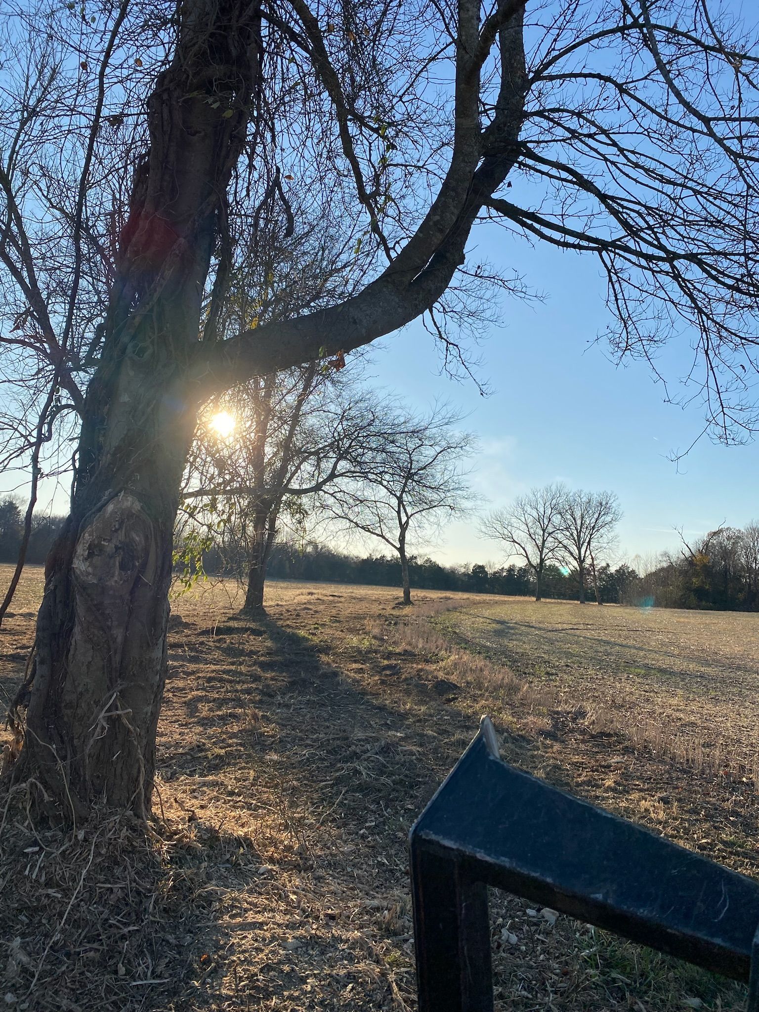 The sun is shining through the branches of a tree in a field.