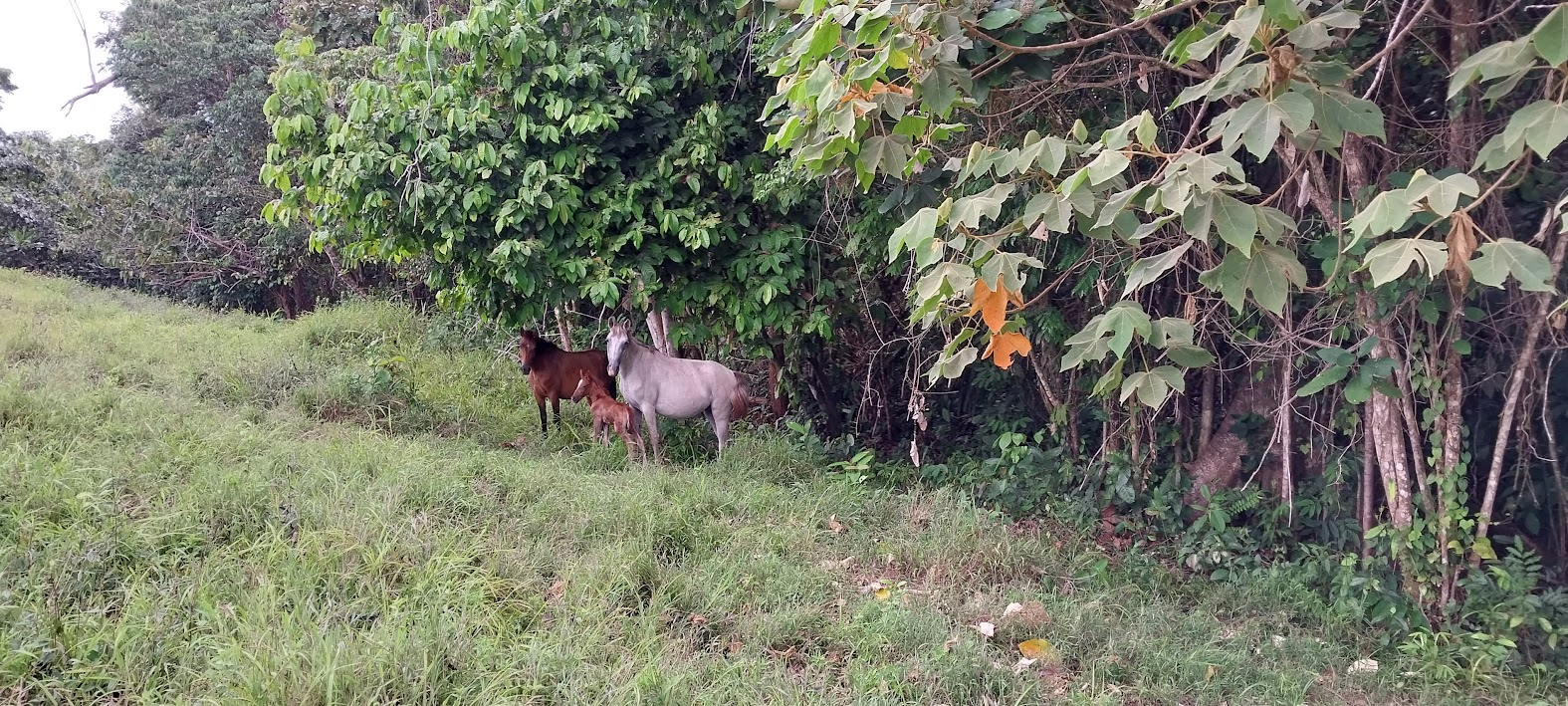 many adventurous activities at camaroncito ecoresort and beach in panama