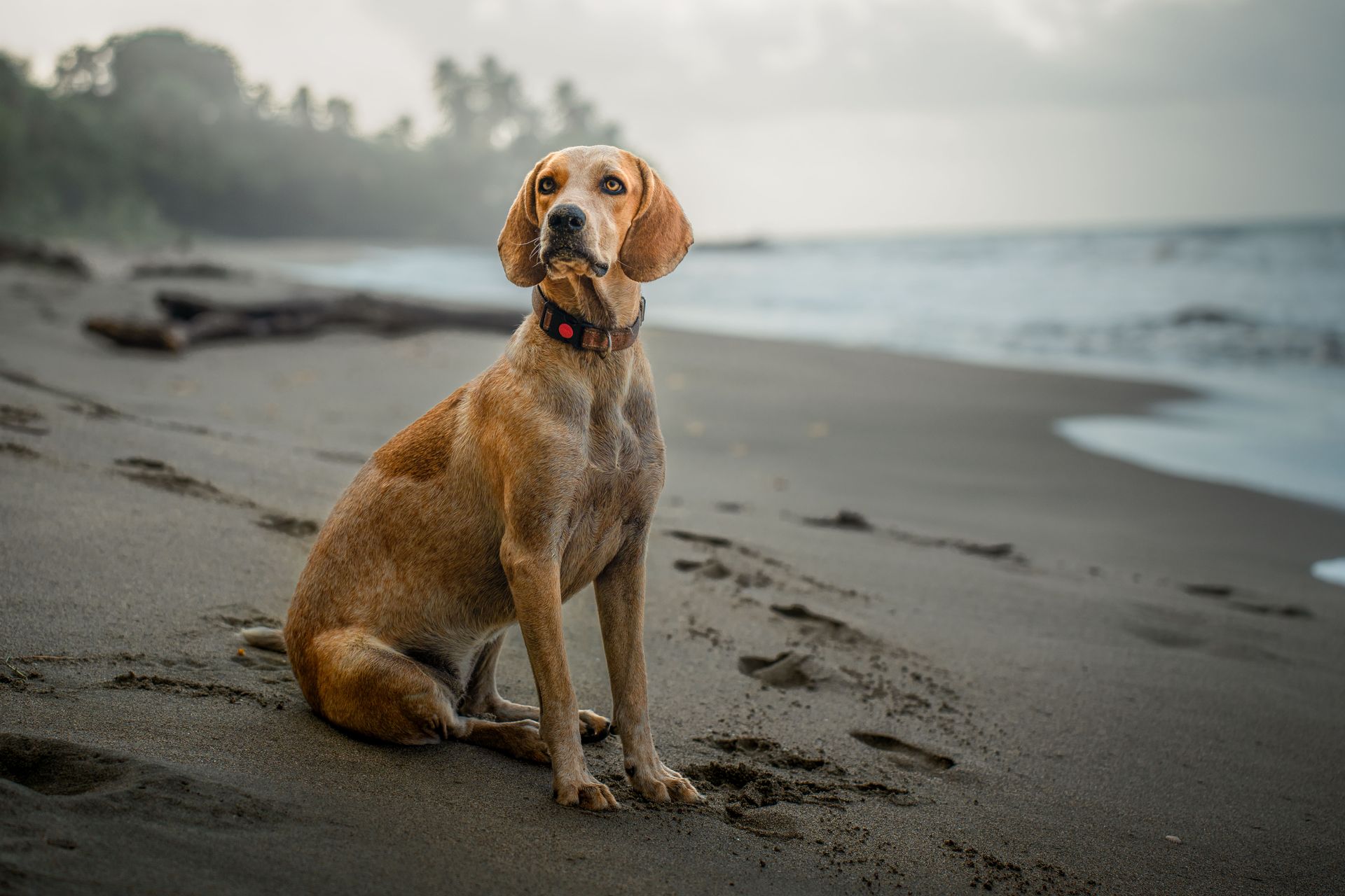 Dogs love Camaroncito EcoResort and Beach