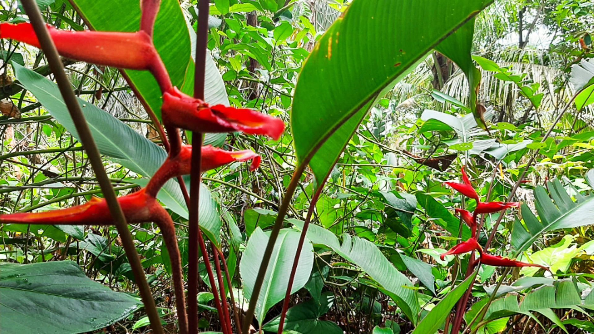 rainforest flowers