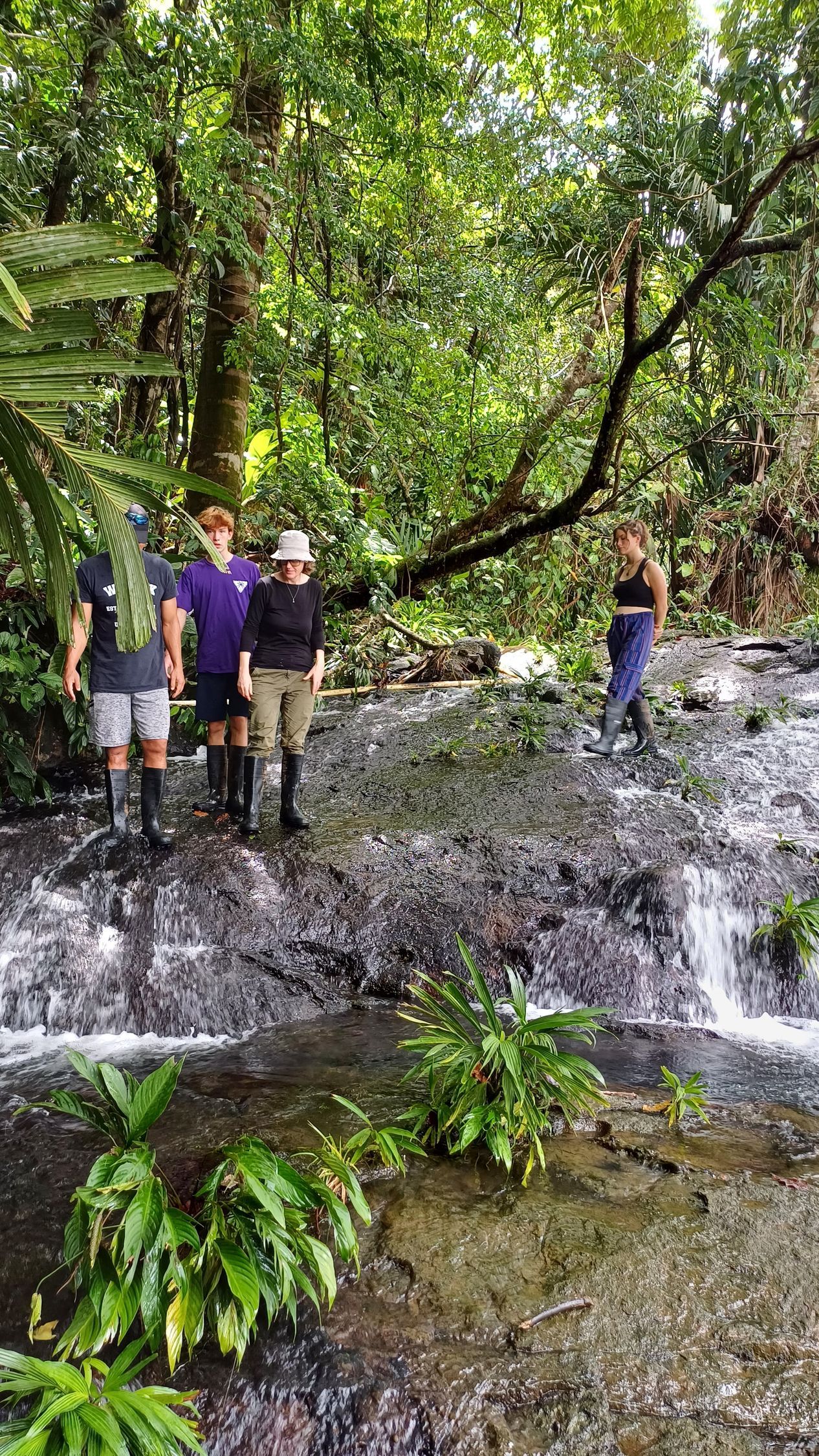 Rainforest waterfall hikes