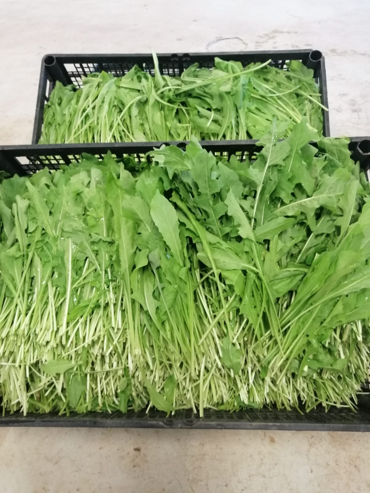 foglie verdi su un tavolo