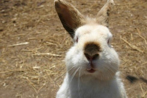 coniglio nella fattoria didattica